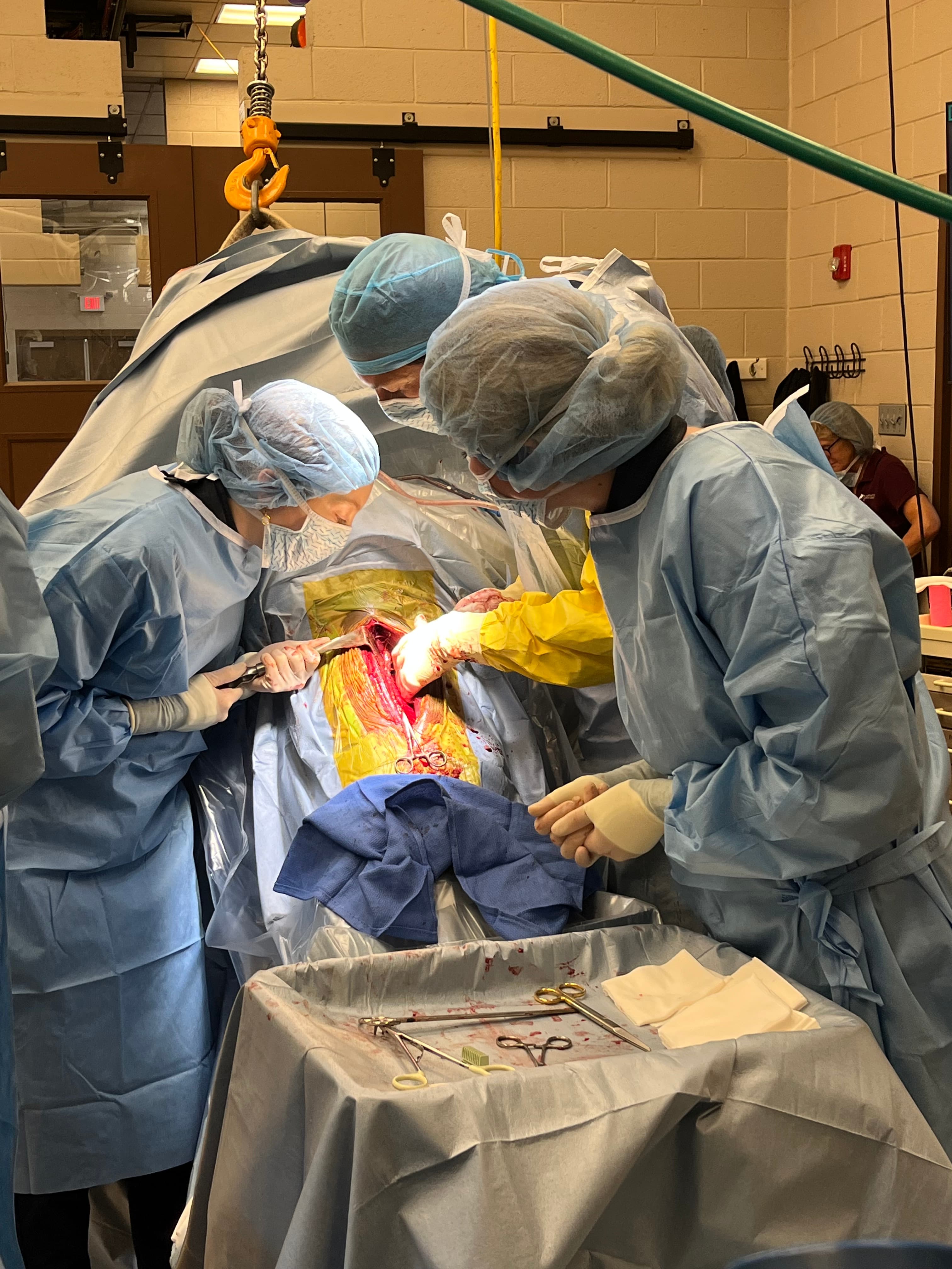 Sasha assisting in a large-animal surgery
