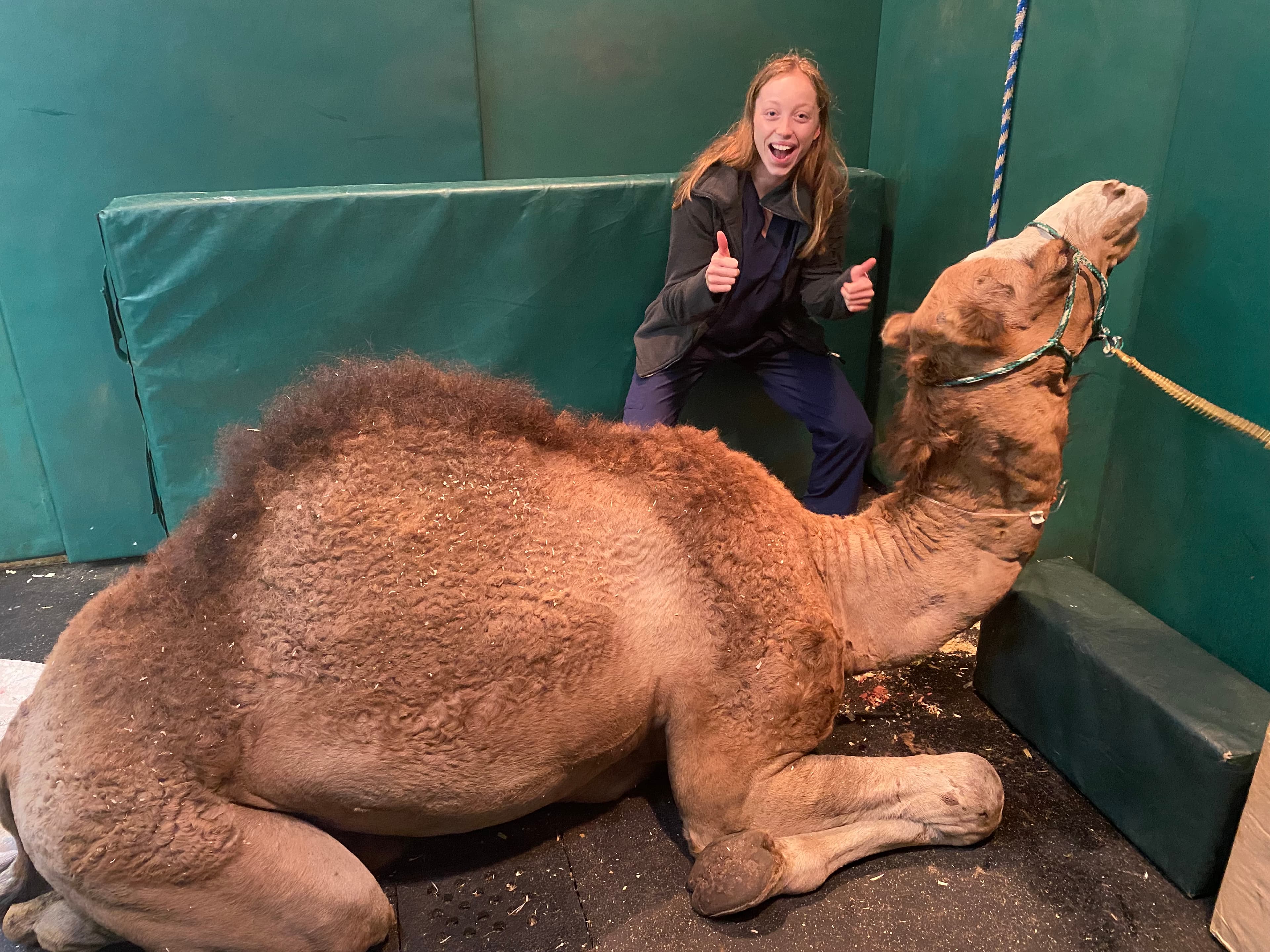 Sasha with a camel patient during an exotics rotation