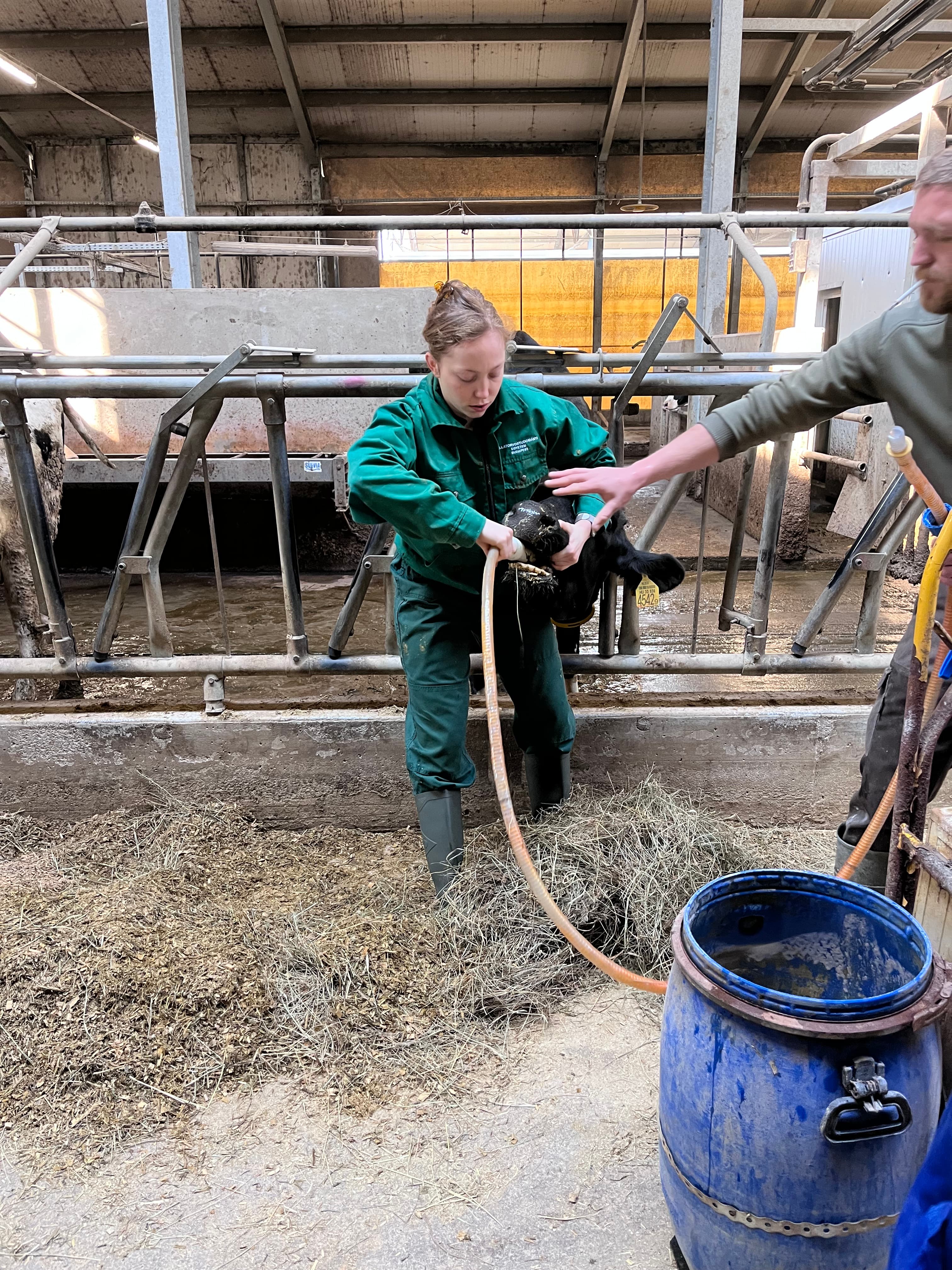 Sasha handling a calf on a dairy rotation