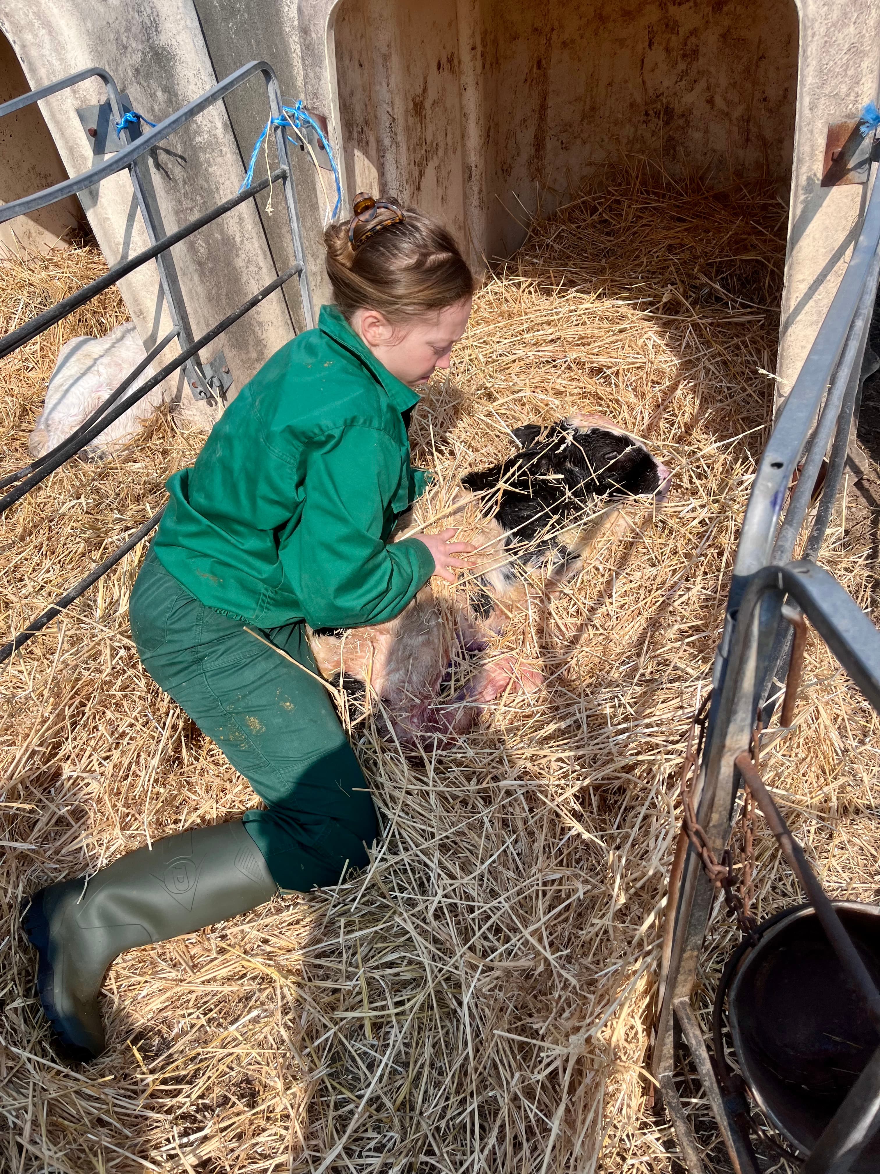 Sasha checking on a newborn calf