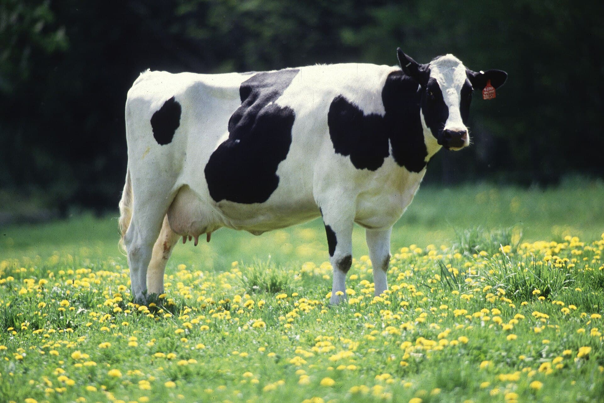 Livestock patient