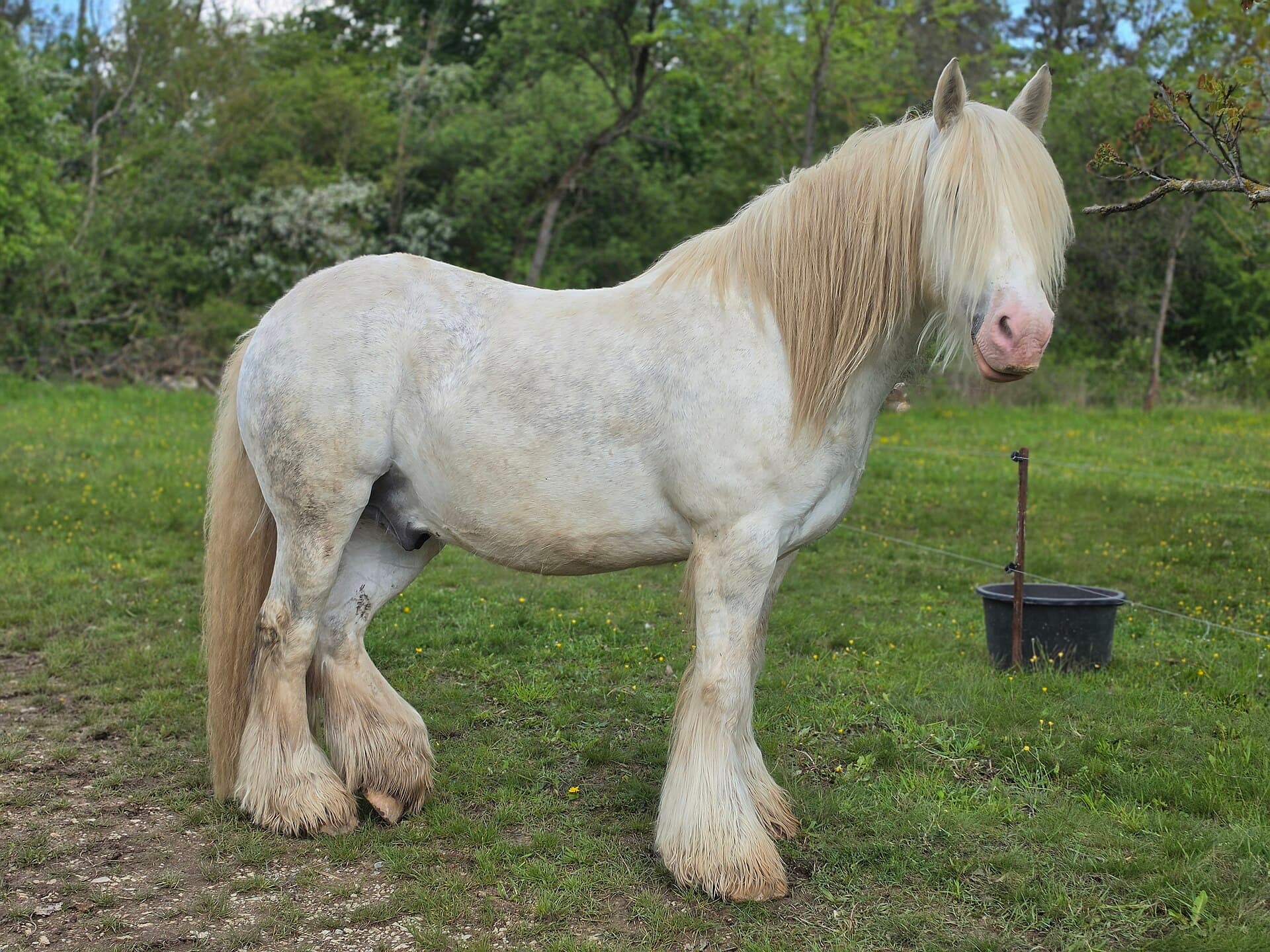 Equine patient